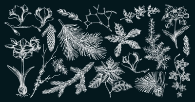 Winter flower, conifer trees, evergreen plants sketches. Vintage Christmas design elements on chalkboard. Hand drawn vector illustration. NOT AI generated